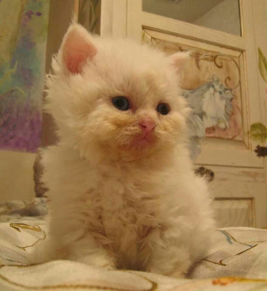 Селкирк рекс короткошерстный