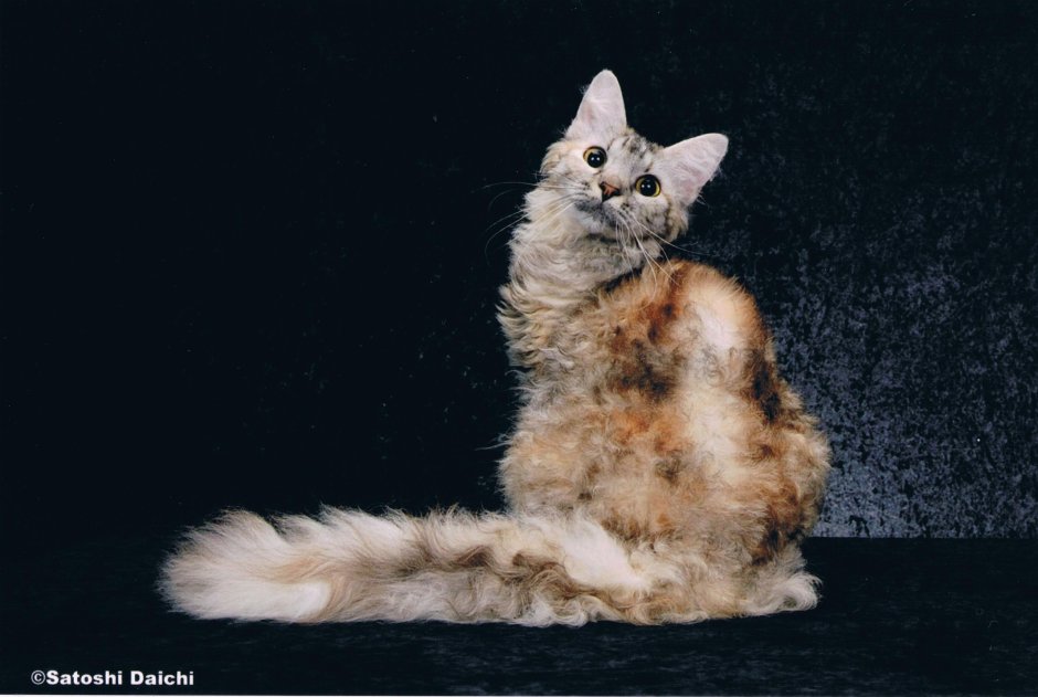 Селкирк рекс