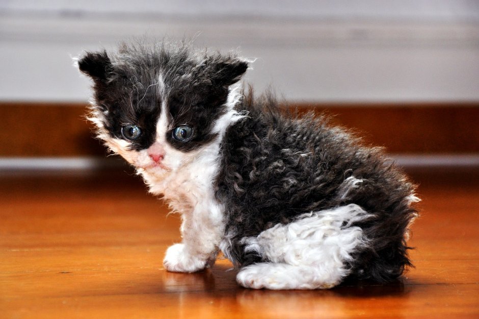 Порода лаперм