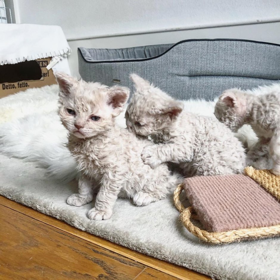 Сфинкс Селкирк рекс