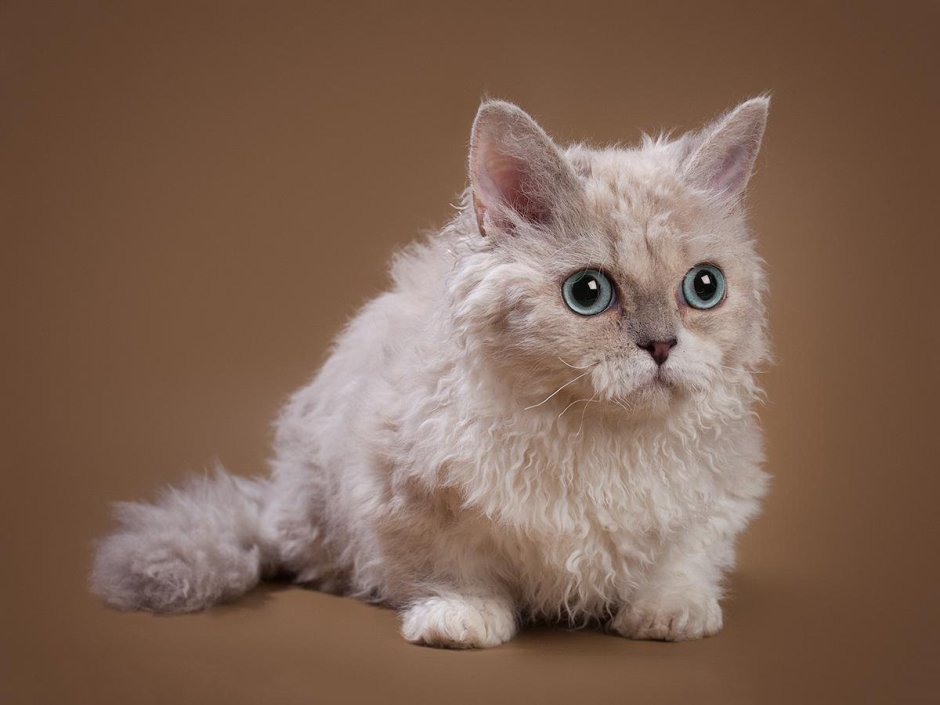 Ламбкин порода кошек