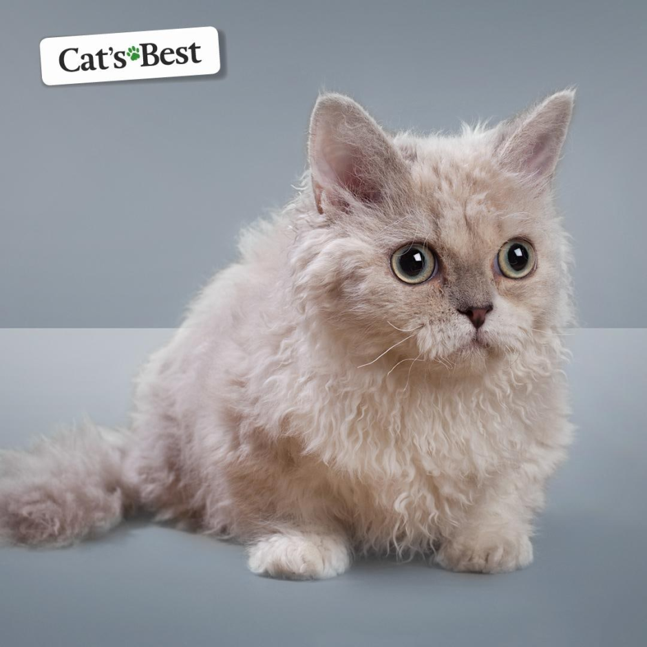 Селкирк рекс белый