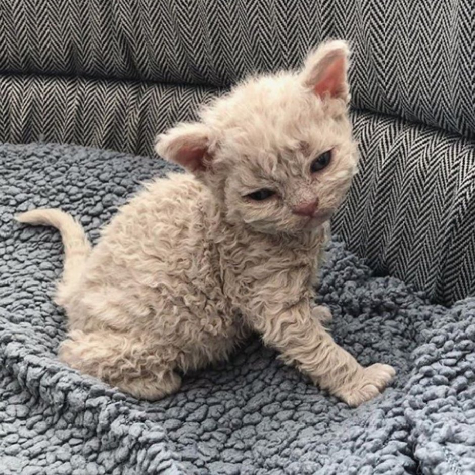 Белый пиксибоб