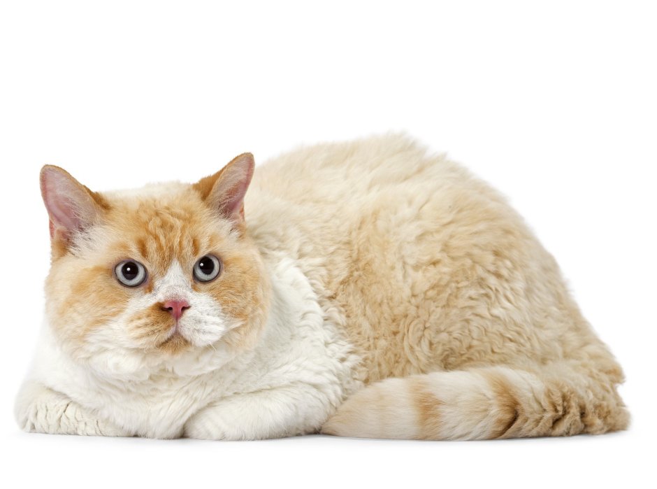 Селкирк рекс котята