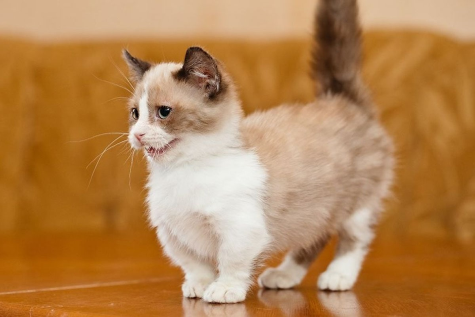 Кот спросонья