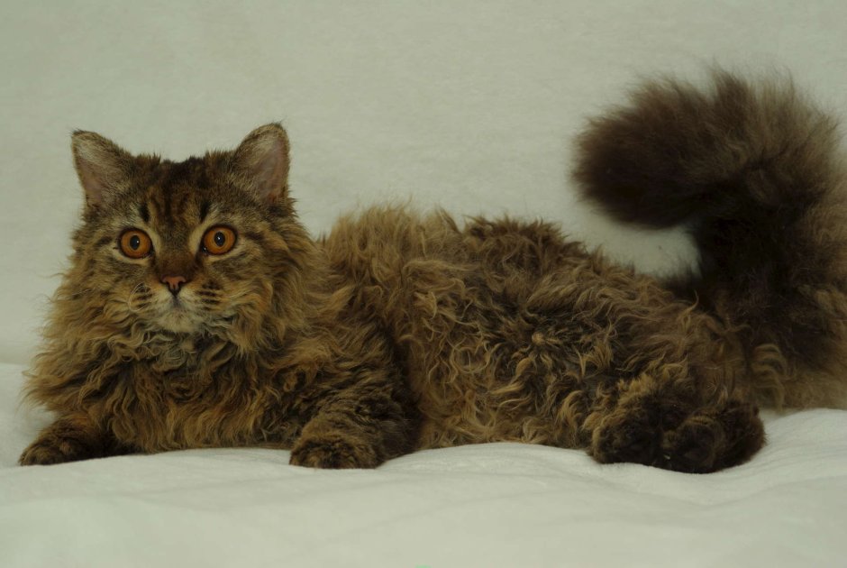 Манчкин (порода кошек)