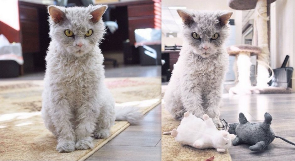 Селкирк-рекс Манчкин