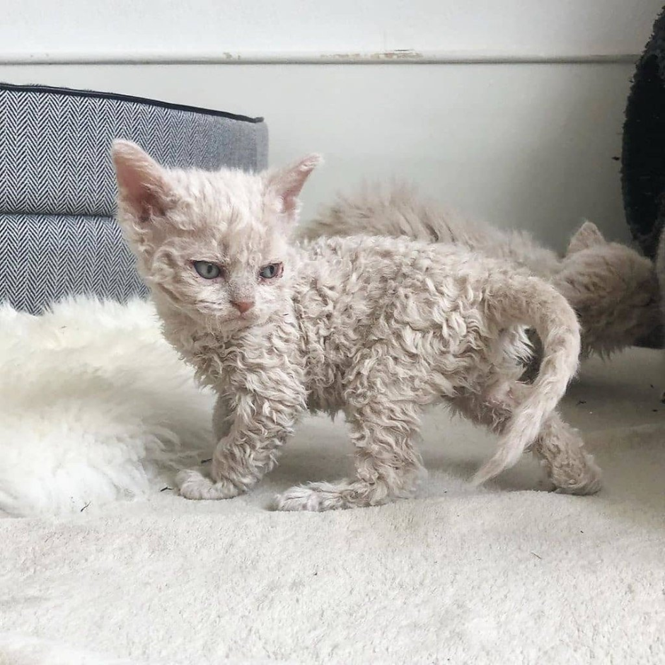 Богемский рекс кошка