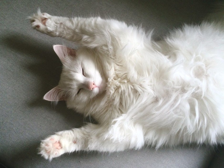 Американский лаперм гипоаллергенны