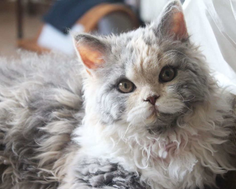 Кот Селкирк рекс