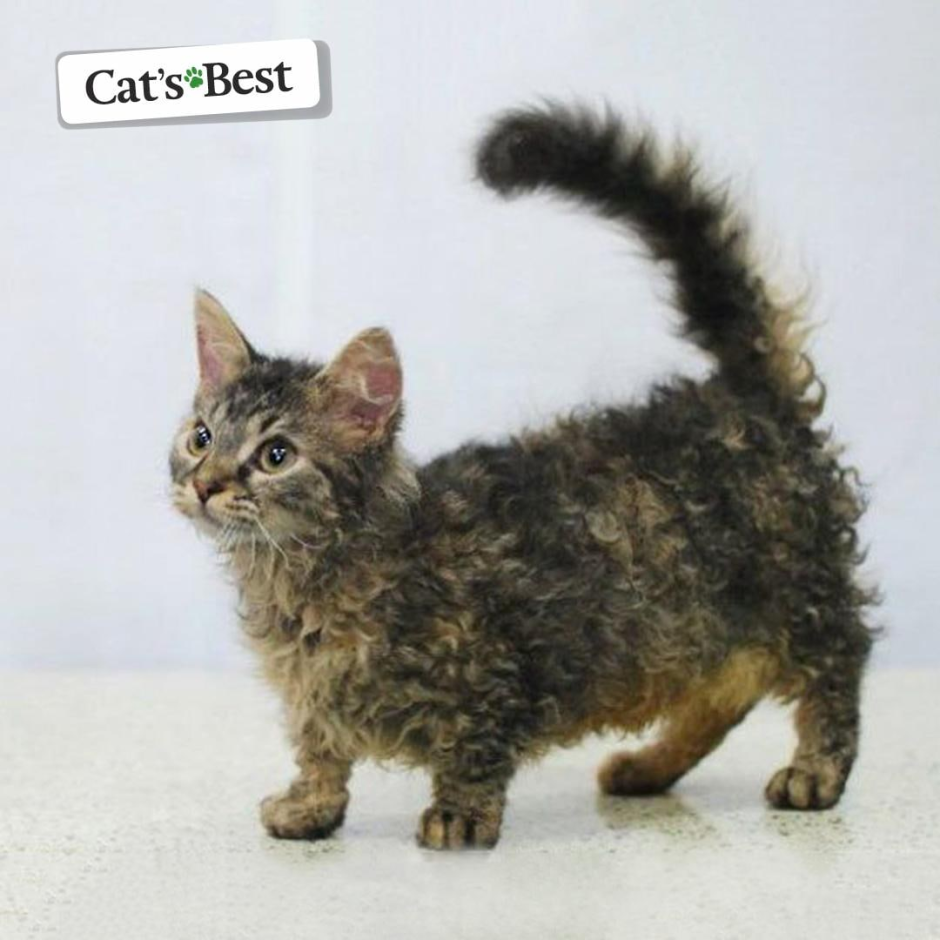 Маленький Селкирк рекс