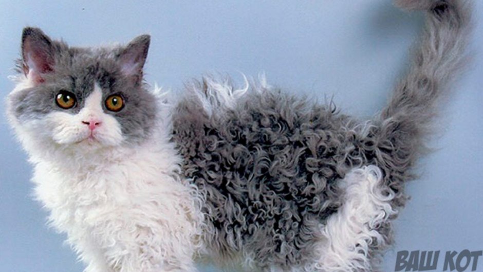 Селкирк рекс кудрявый