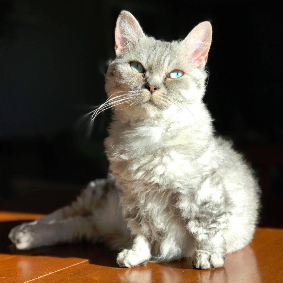 Коты породы лаперм