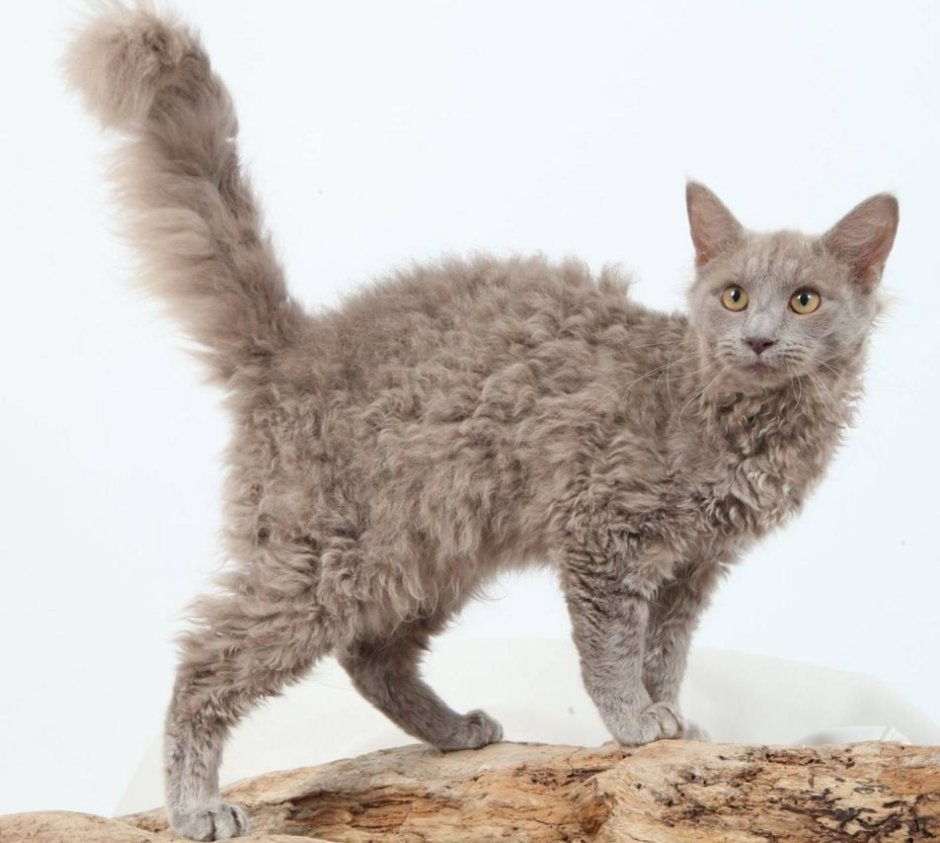 Персидская Сибирская длинношерстная белая