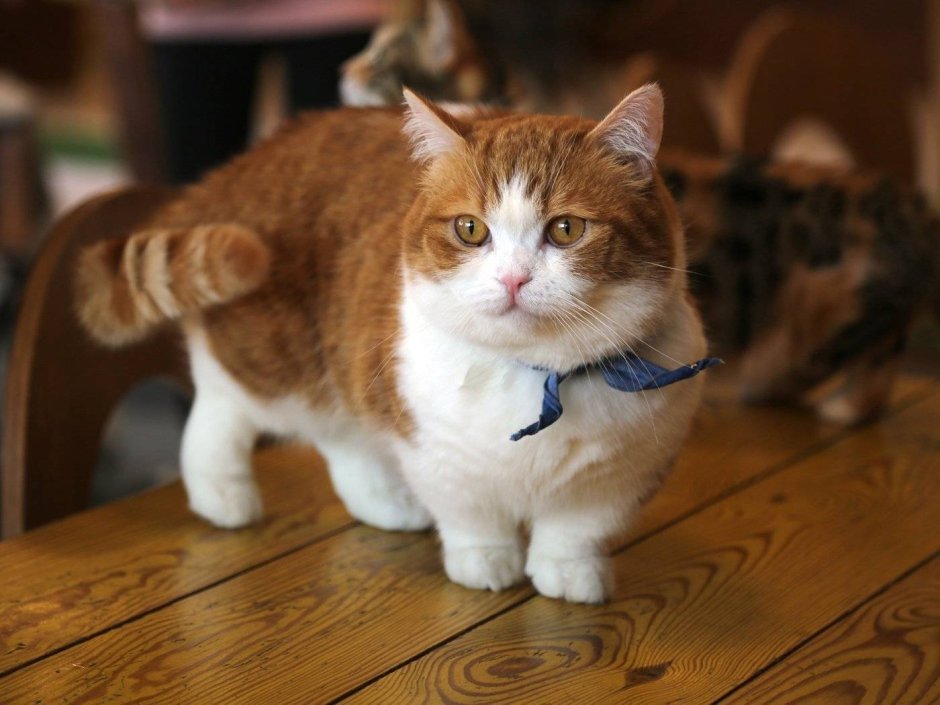 Порода Селкирк рекс