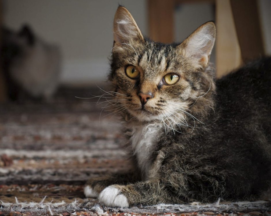 Порода Селкирк рекс