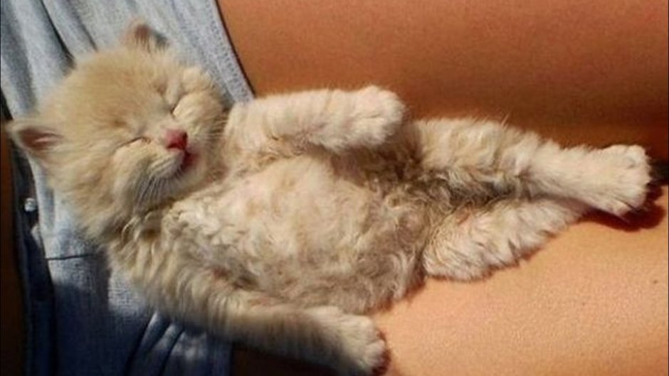 Пузо кота