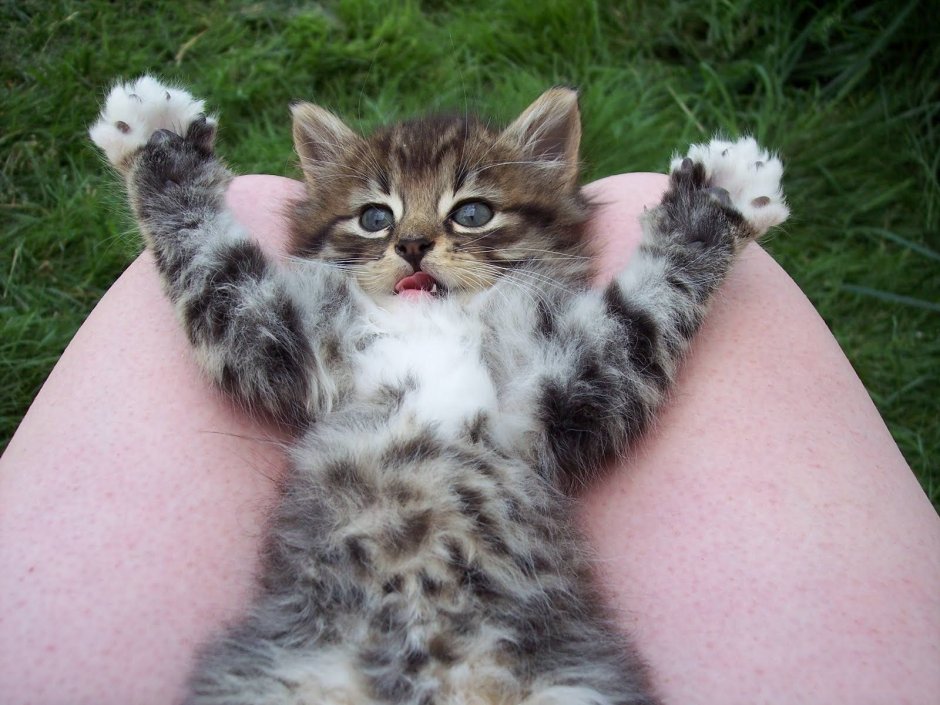 Котики животики