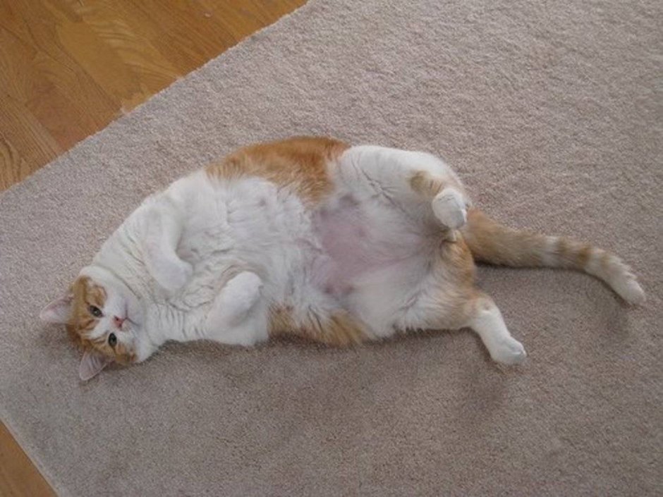 Котенок лежит на спине