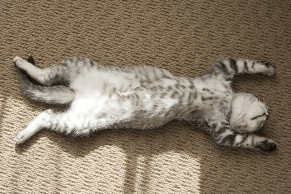 Котенок лежит