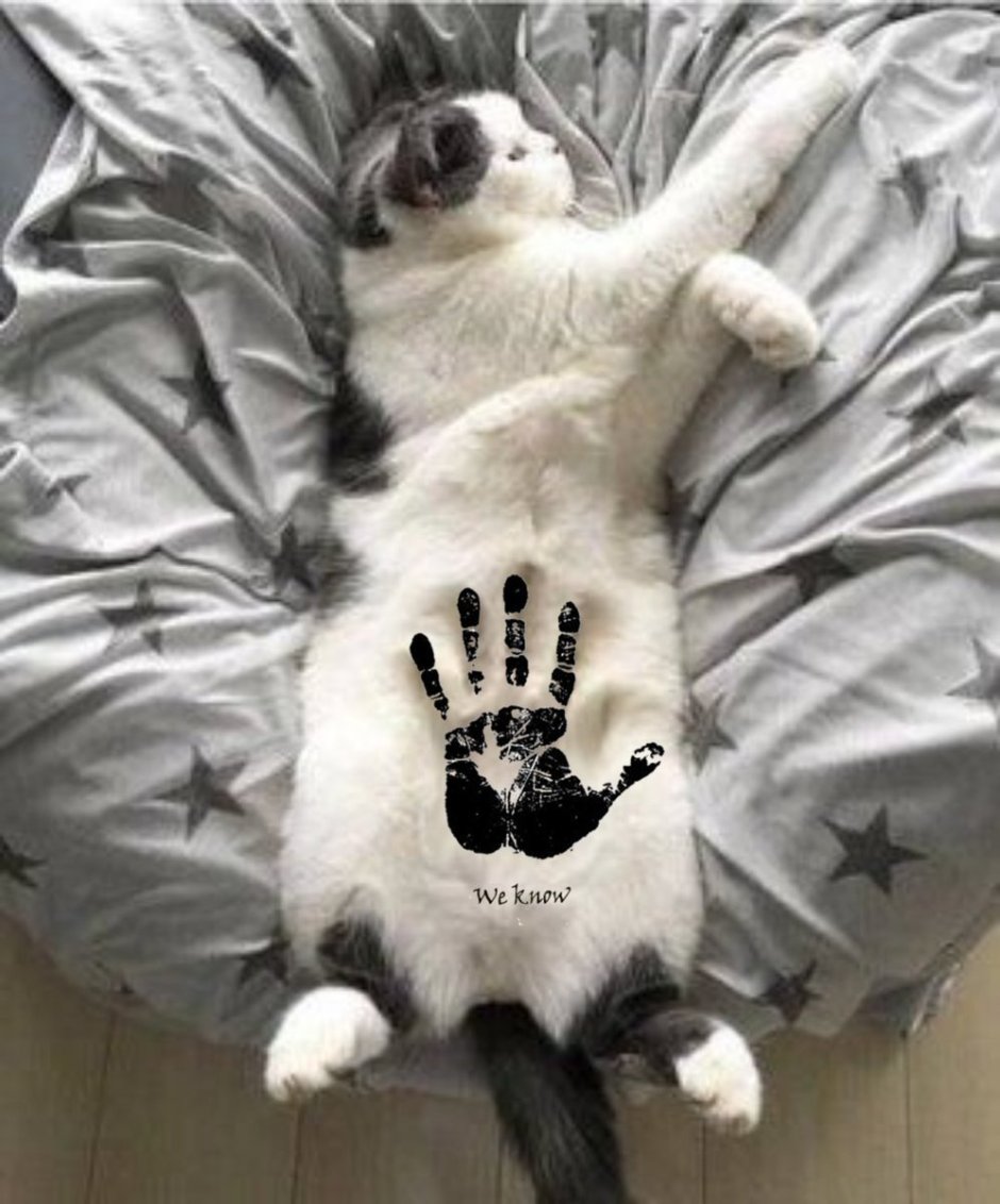 Котики животики