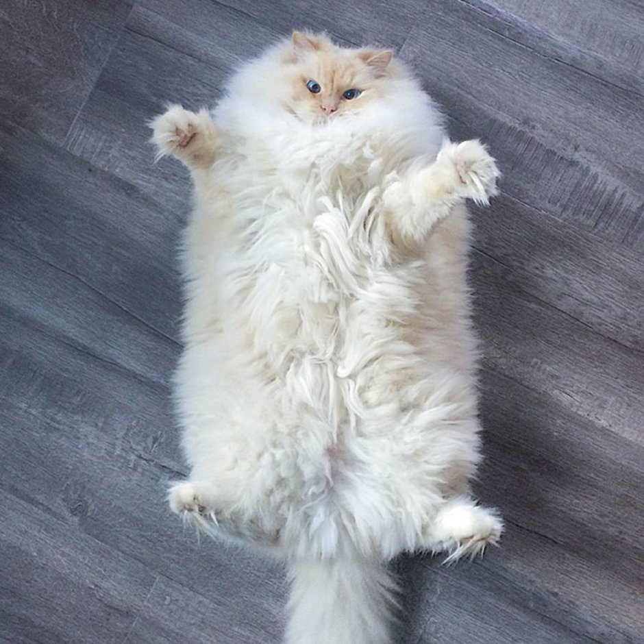 Толстый кот для детей