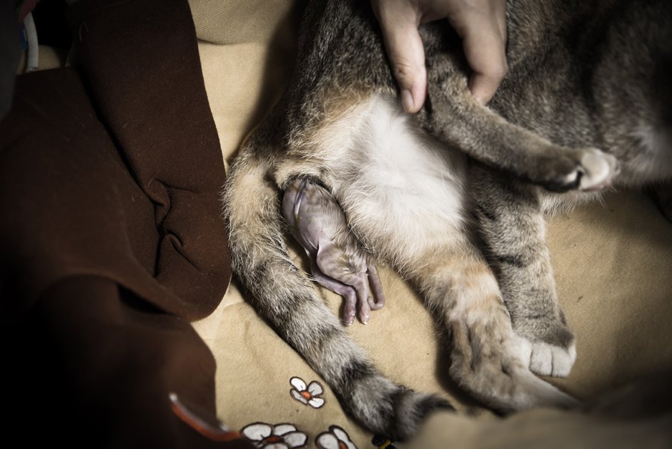 Котенок. Спокойной ночи!