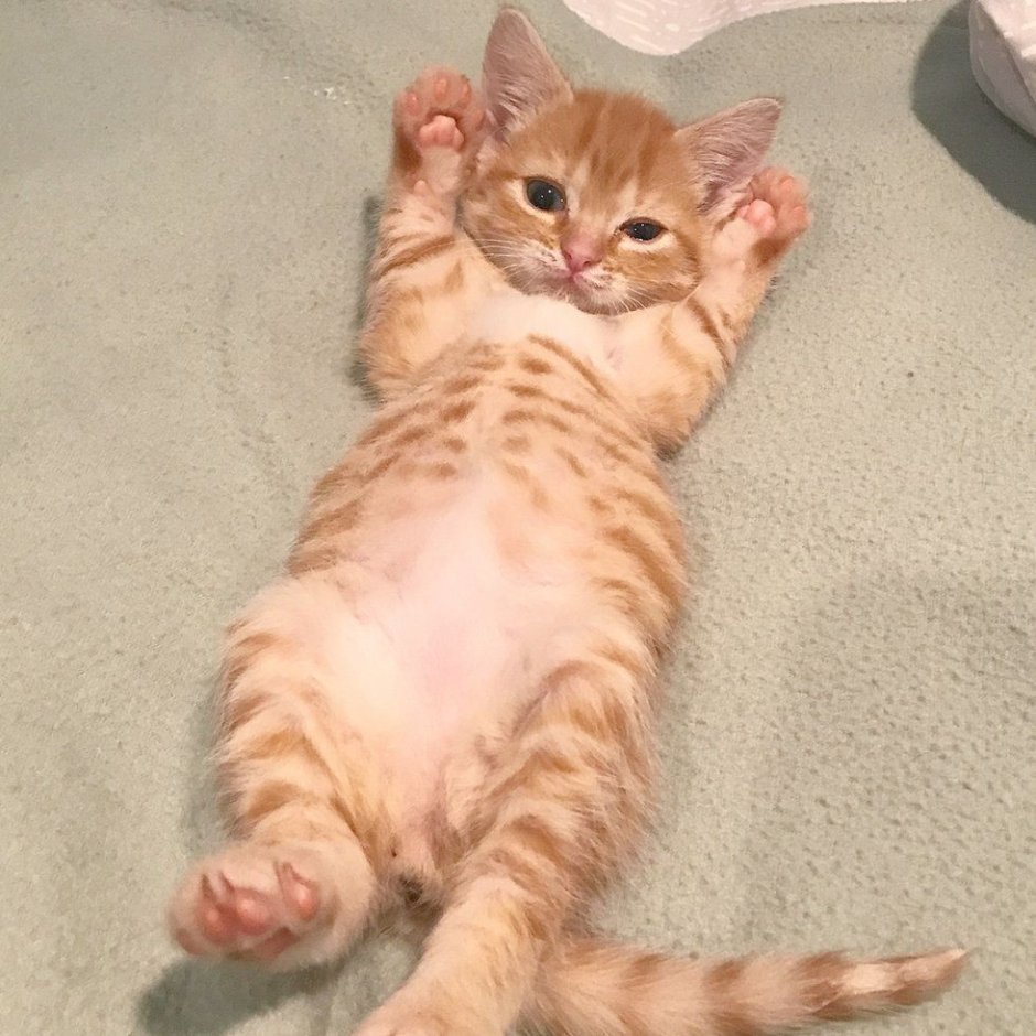 Рыжие бенгальские котята