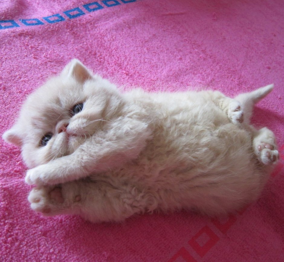 Кот целует