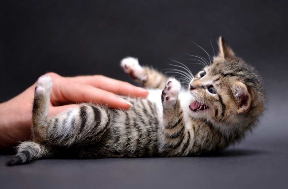 Котенка гладят