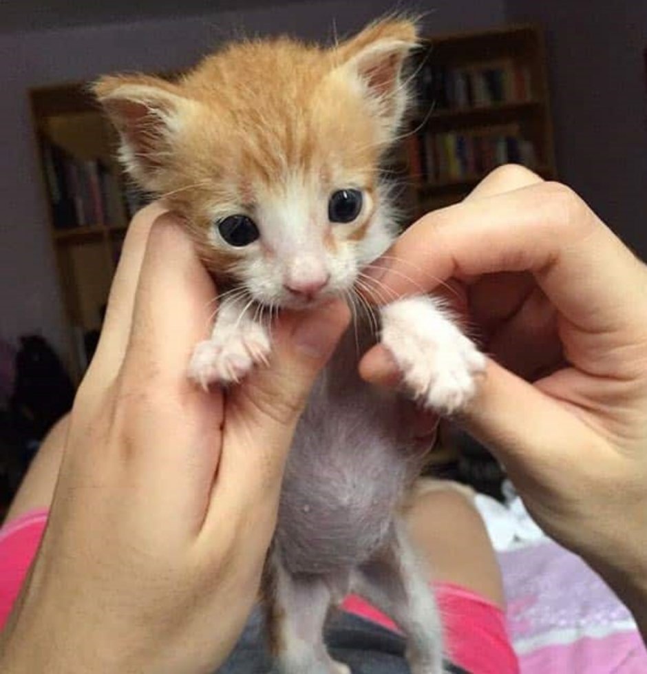Котенок лежит на спине