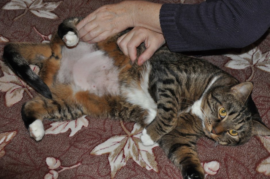 Котенок лежит