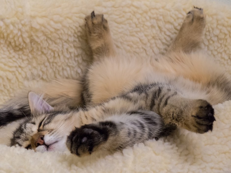 Котята Эстетика
