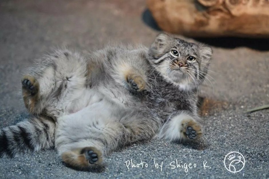 Кошка лапы кверху