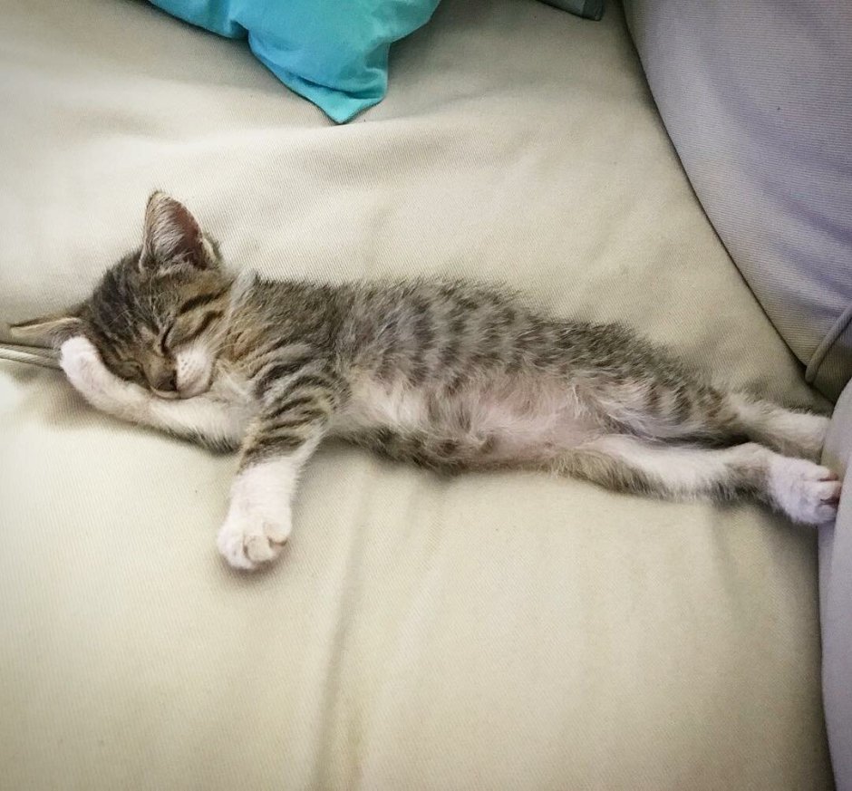 Кошка на руках