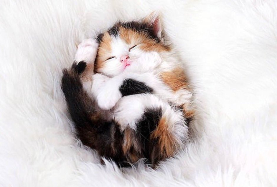 Тискать котенка