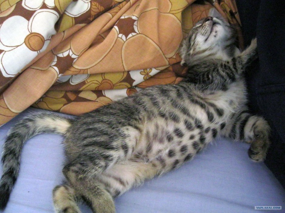 Массаж животика котенку