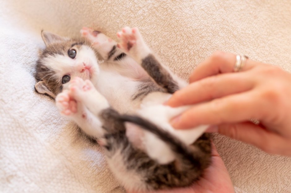 Новорожденный котенок