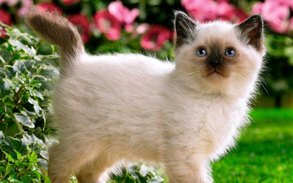 Красивые котята