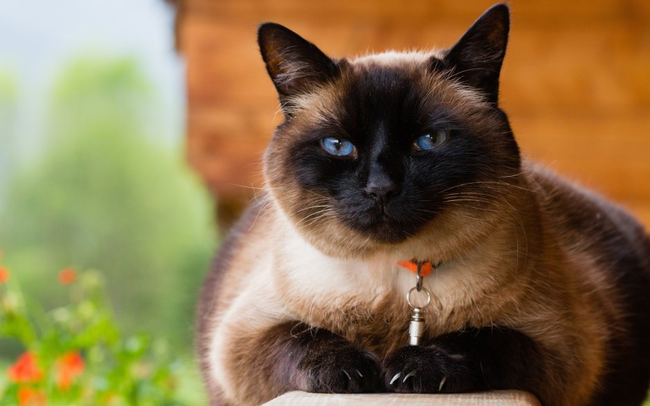 Сиамская кошка