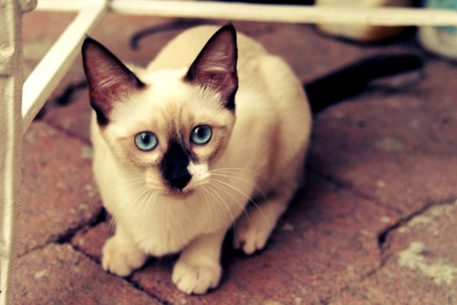 Сиамская кошка