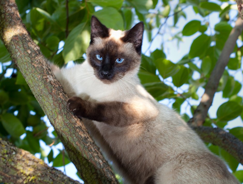 Сиамская турецкая кошка
