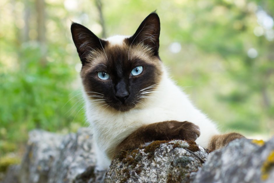 Сиамская кошка
