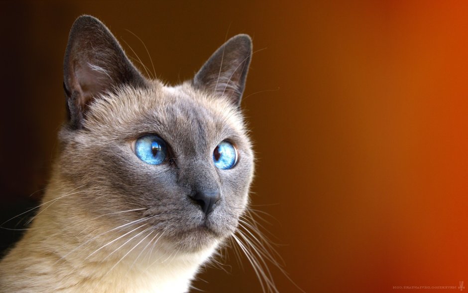 Сиамская кошка