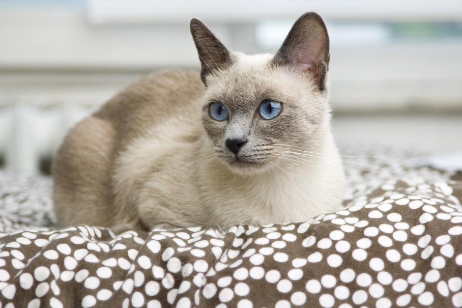 Сиамская кошка