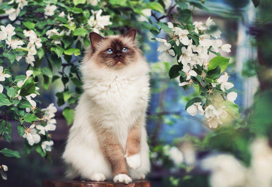 Сиамская кошка Весна