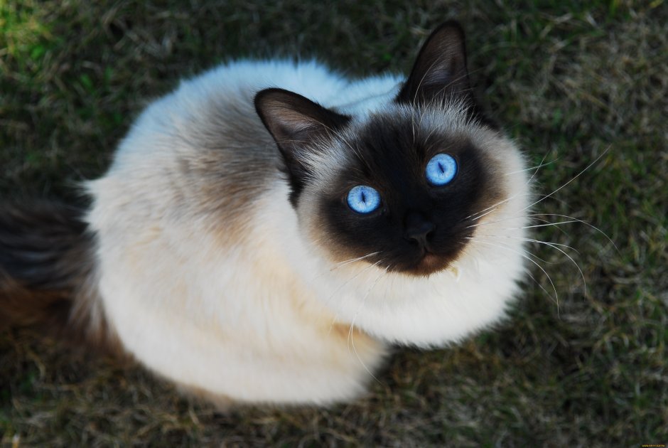 Сиамская голубая кошка