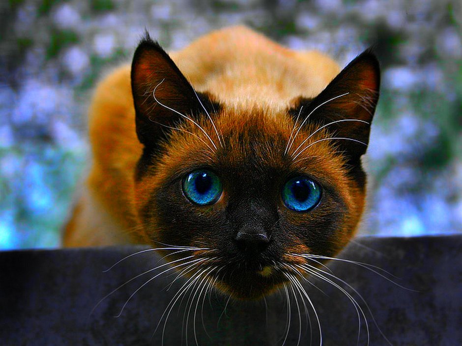 Рыжий сиамский кот