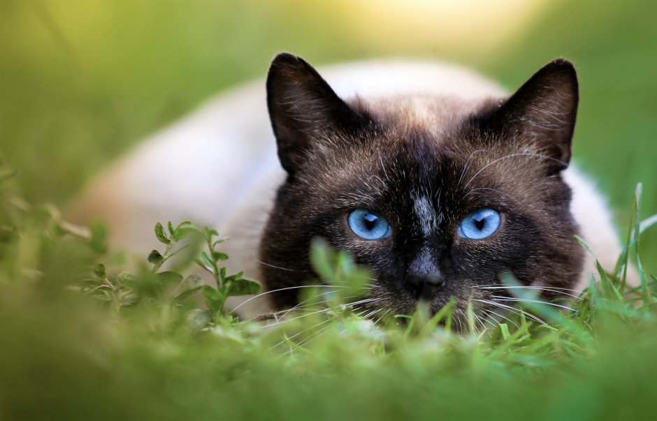 Сиамская кошка
