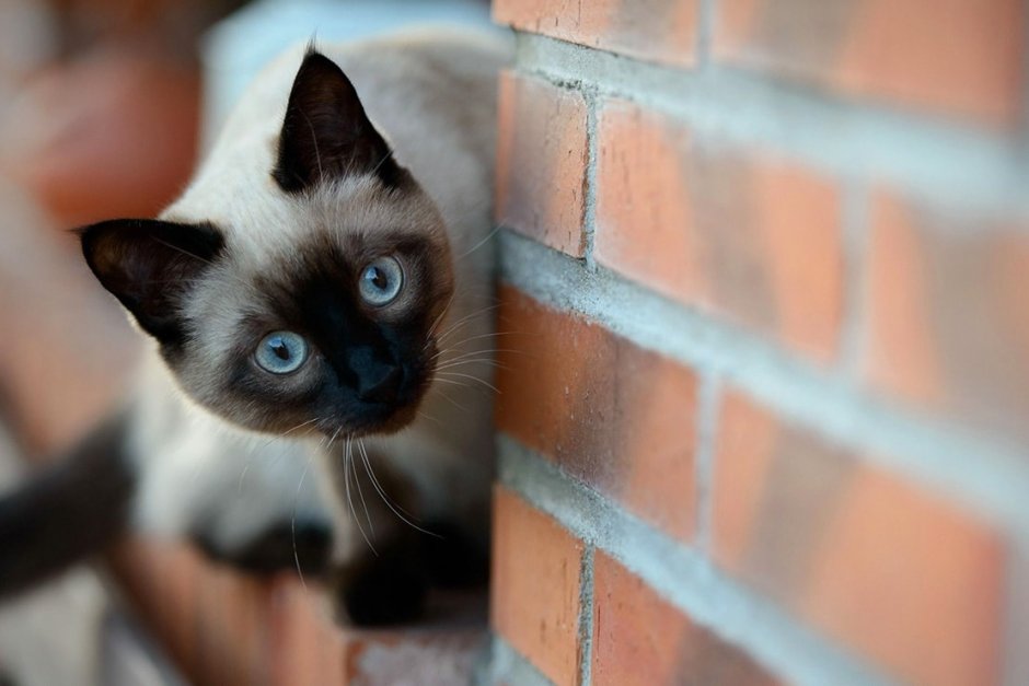 Сиамская кошка